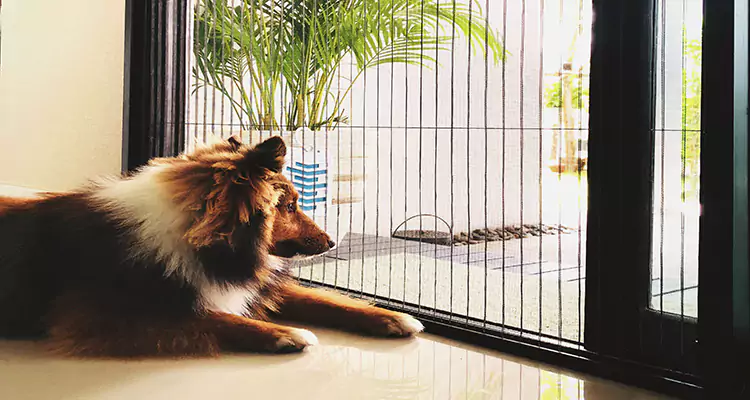 Sliding Screen Pet Door Repair in Palm Valley, FL