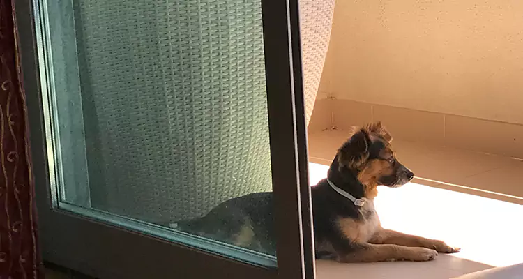 French Door Pet Screen Repair in Palm Valley, FL